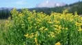 lassen volcanic national park 08 Lassen Peak and Flowers in Kings Creek Meadows HD Footage
