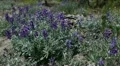 lassen volcanic national park 09 Lupine Flowers in Kings Creek Meadows HD Footage