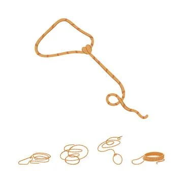 Lasso set demonstrating stages of forming a catch loop イラスト素材