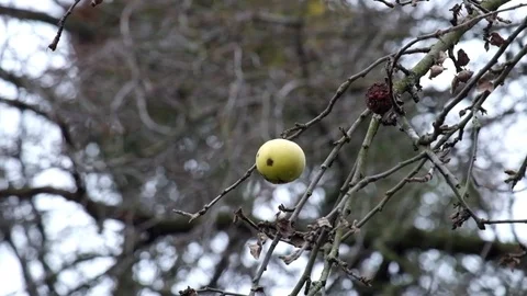 Last apple hangs on a tree branch Stock Footage 82932880