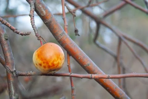 The last apple Stock Photos