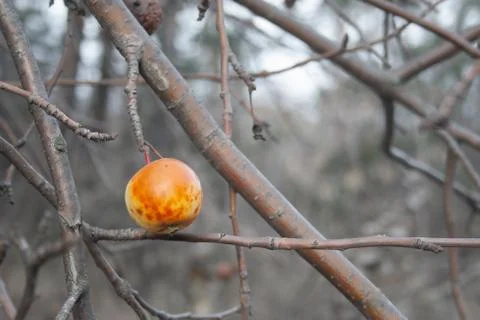 The last apple Stock Photos