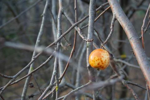The last apple Stock Photos