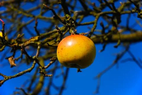 Last apple on the tree Stock Photos