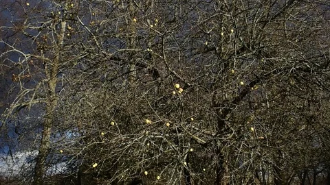 Last apples on the apple tree, image of autumn Stock Footage 119172957
