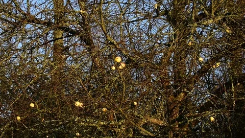 Last apples on the apple tree, sunset light Stock Footage 119172242
