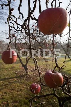Last apples Stock Photos