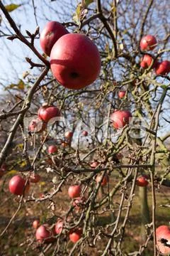 Last apples Stock Photos