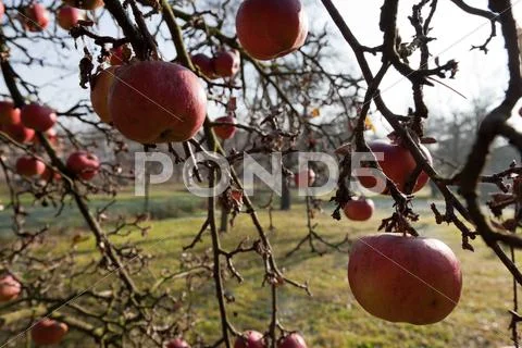 Last apples Stock Photos