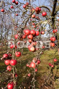 Last apples Stock Photos