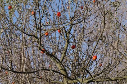 Last apples on the tree Stock Photos