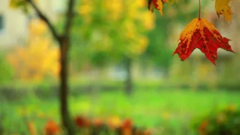 The last autumn Stock Footage 95640530