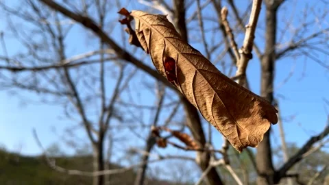 The last autumn leaf on a bare tree. A dry brown oak leaf sways in the wind. Stock Footage 309839014