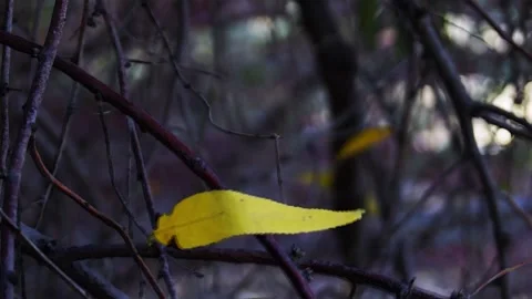 The last autumn leaf falling from a tree branch. Stock Footage 254270549