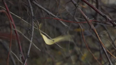 The last autumn leaf falling from a tree branch. Stock Footage 254270553