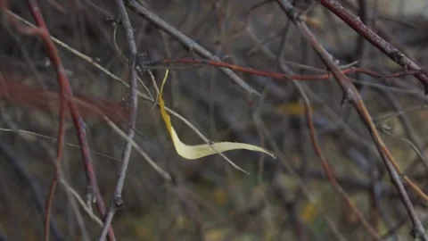 The last autumn leaf falling from a tree branch. Stock Footage 254270561
