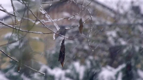 Last autumn leaf Stock Footage 83793428