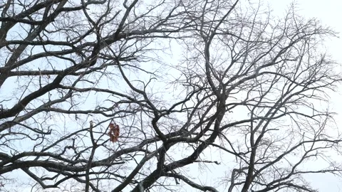 Last autumn leaf hanging on a bare tree branch. Stock Footage 325737868