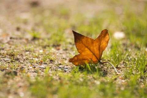 Last autumn leaf 库存照片