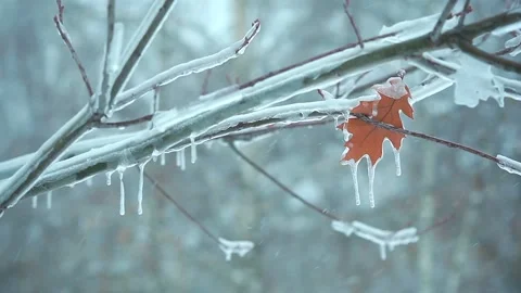 Last autumn leaf on a tree branch in the icy snow1 Stock Footage 97591276