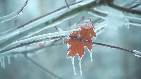 Last autumn leaf on a tree branch in the icy snow2 Video stock 97605039