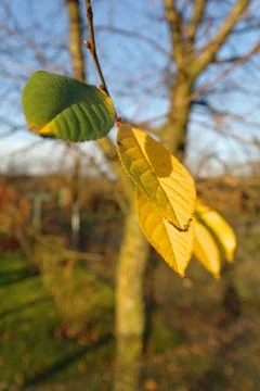 Last autumn leafs Stock Photos