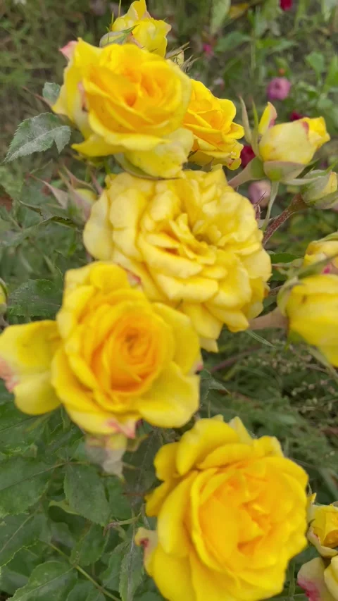 The last autumn rose 動画素材 286220181