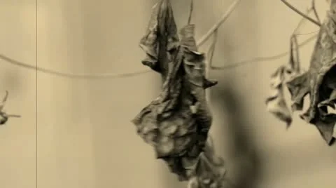 Last autumn sheet Stock Footage 20560599