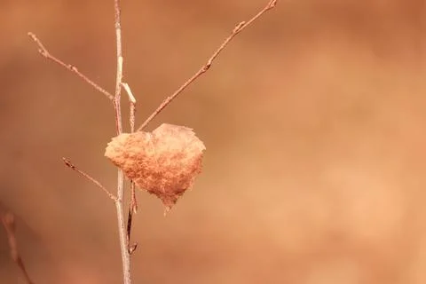 Last birch leaf on a branch selective focus on the leaf Stock Photos