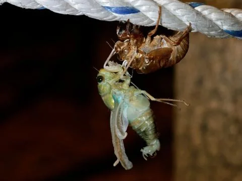 The last birth Stock Photos