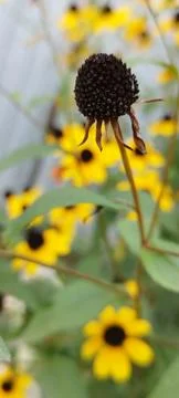 The Last Bloom 스톡 사진