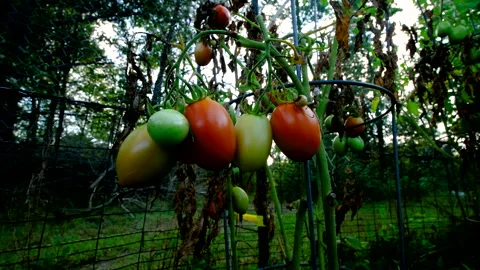 Last bunch of maturing plum or Roma tomatoes hanging from withering plant Video stock 331834641