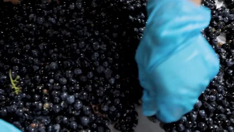 Last check of cluster-off grapes before crushing Stock Footage 242522700