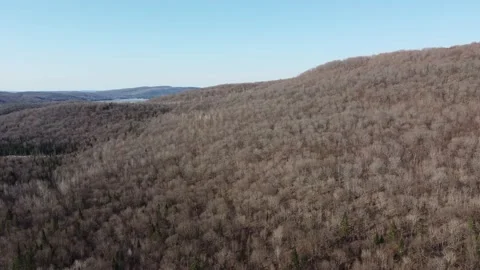 Last Days of Winter - Dry Forest on a Sunny Day Stock Footage 157933637