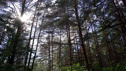 The last drops of rain in the forest and the sun. Stock Footage 160008858