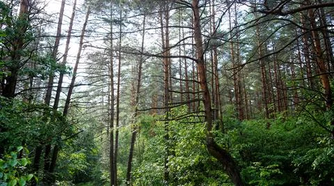 The last drops of rain in the forest Stock Photos