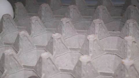 The last egg in the egg carton Stock Footage 314088861