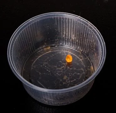 The last egg Stock Photos