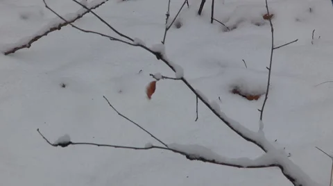 Last Fall Autumn Leaf hanging by its last Thread Stock Footage 48092587