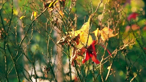 Last few laves on the bare branches of the trees in a sunny autumn day. Pan.. Stock Footage 70558813