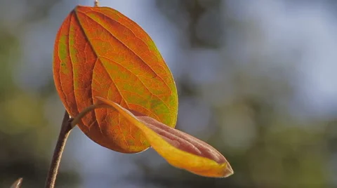 The Last Few Remaining Fall Leaves Hanging on a Branch Stock Footage 5988936