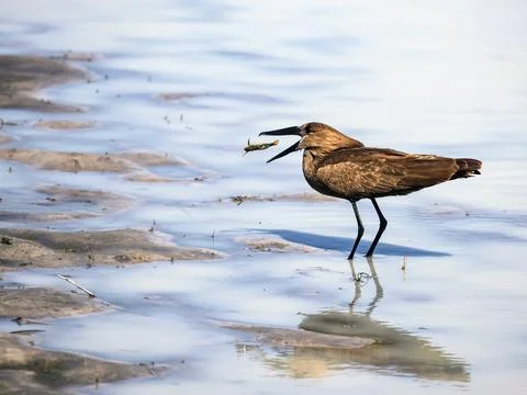 Last flight of the frog. Hammerhead bird or shadow heron with  frog tossed in Stock Photos