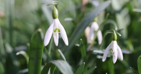 The last flowers of white snowdrops in the spring season, the wild flowers of Stock Footage 320382072