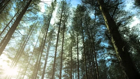 The last forests of Siberia after logging Vidéo 166110892
