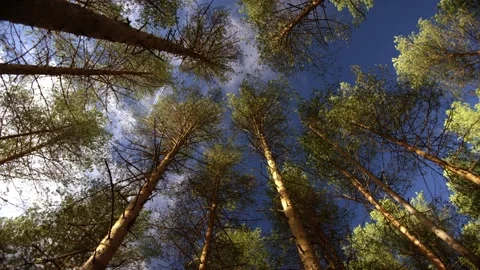 The last forests in Siberia that will disappear during global warming Stock Footage 166113441