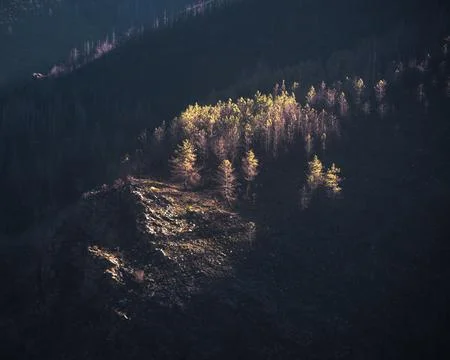 Last golden rays caress a pine forest on a dark cliff Stock-Fotos