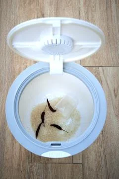 Last Grains Stock Photos