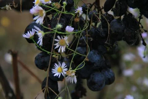 The Last Grape Vines Stock Photos