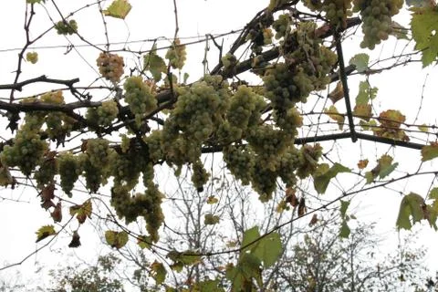 The Last Grape Vines Stock Photos