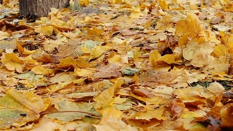 The last green leaf fell from the tree, the yellow wet leaves on the ground fall Stock Footage 81633082